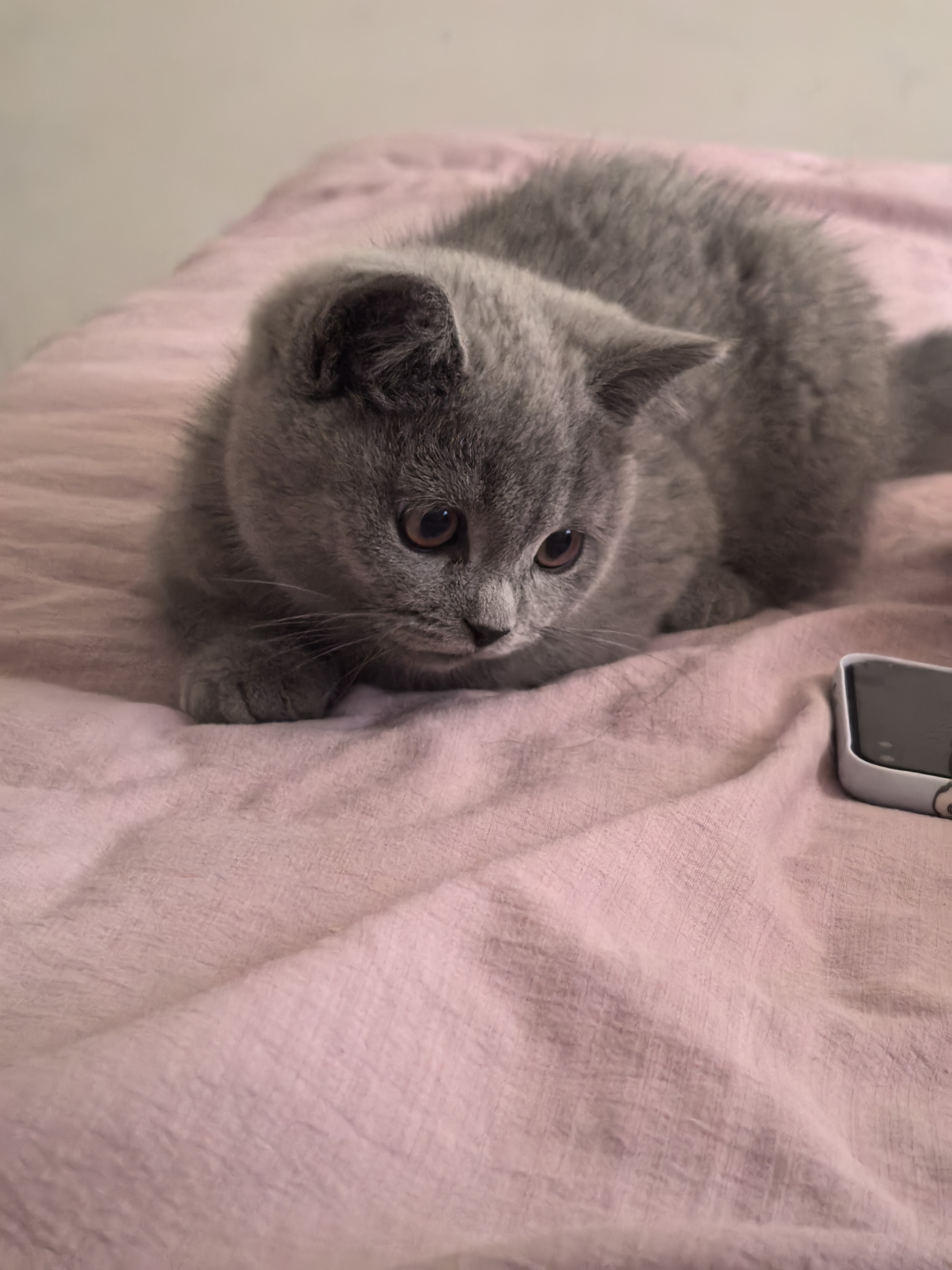 英短蓝猫 四个多月 疫苗三针全部打完 活泼可爱,性格好